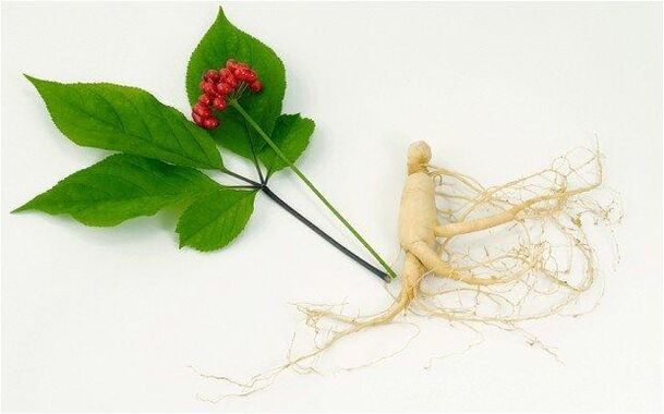 Ginseng increases libido and has a good effect on the male body