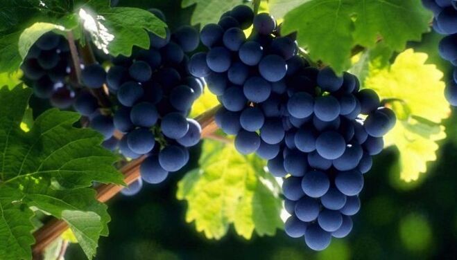 grape